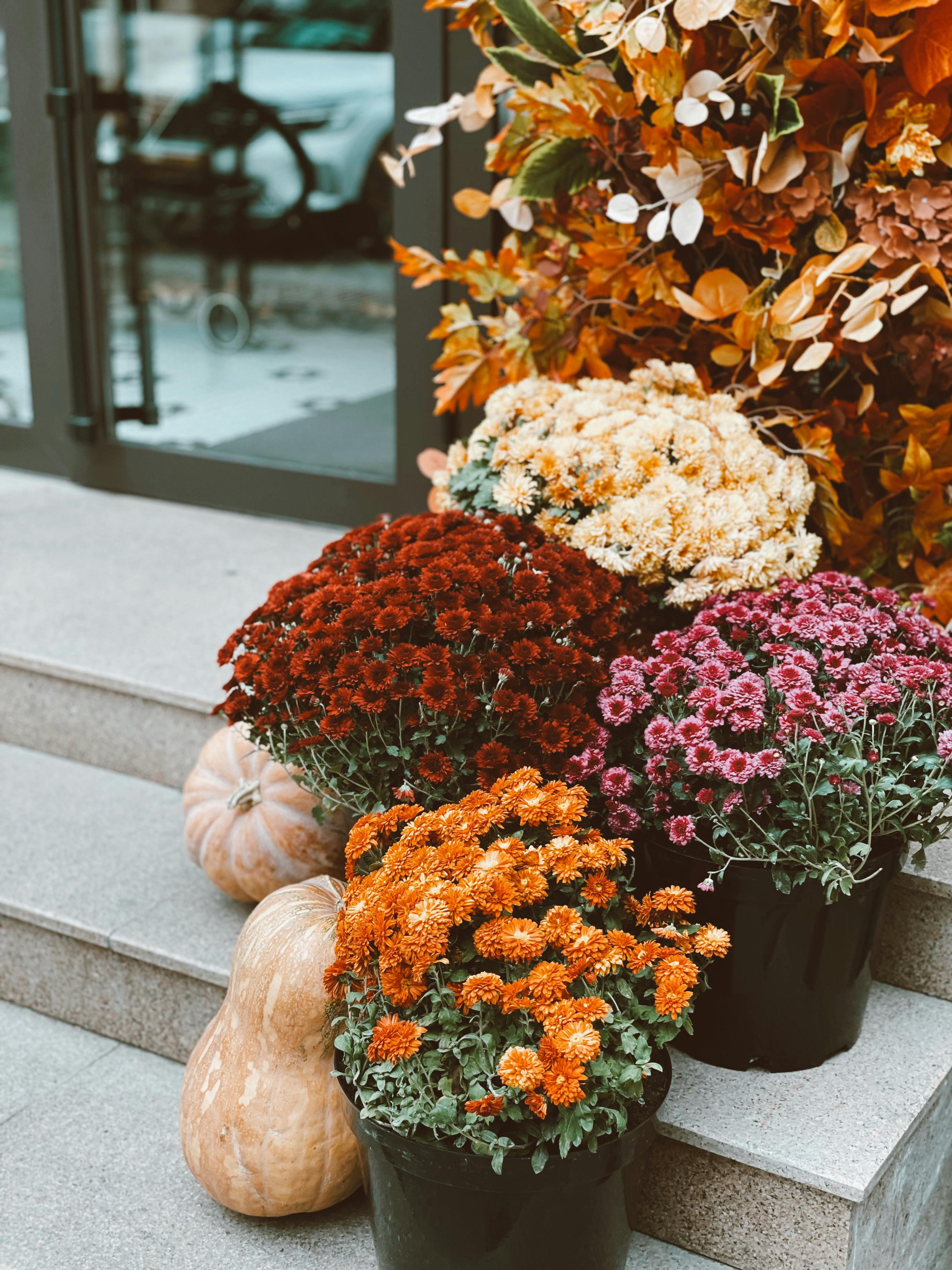 Mums and gourds on a front porch